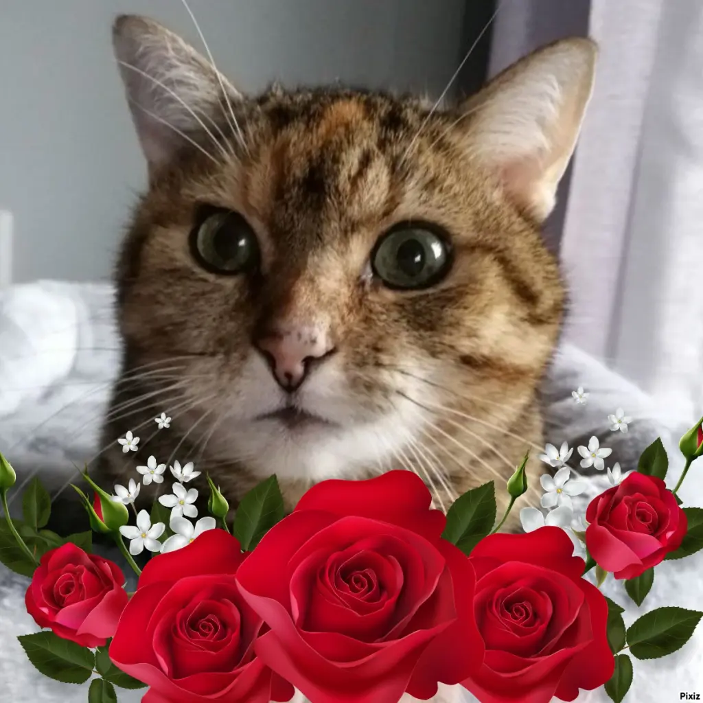 Condolence image of Patricia mit Bunny 