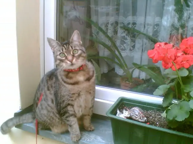 Condolence image of Für Paulinchen von Sisi und Lissy ♥️