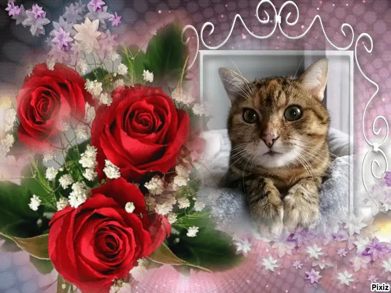 Condolence image of Patricia mit Bunny 