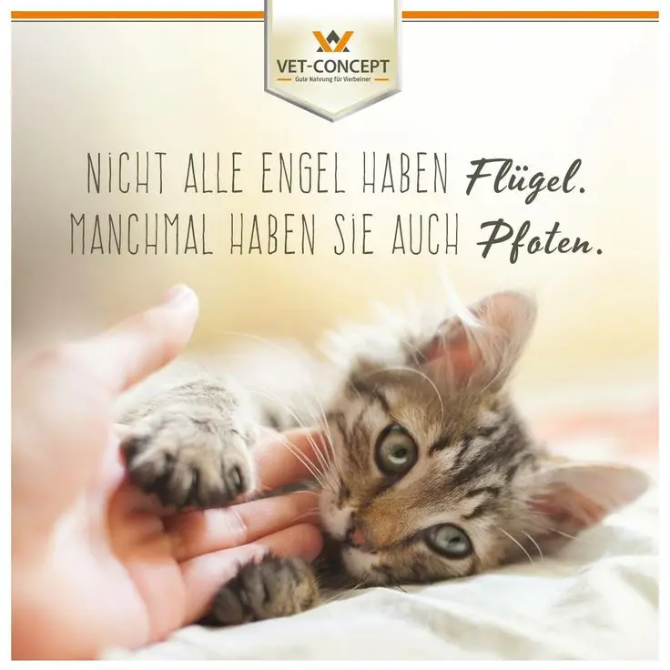 Condolence image of Katrin mit Katzi im ❤️