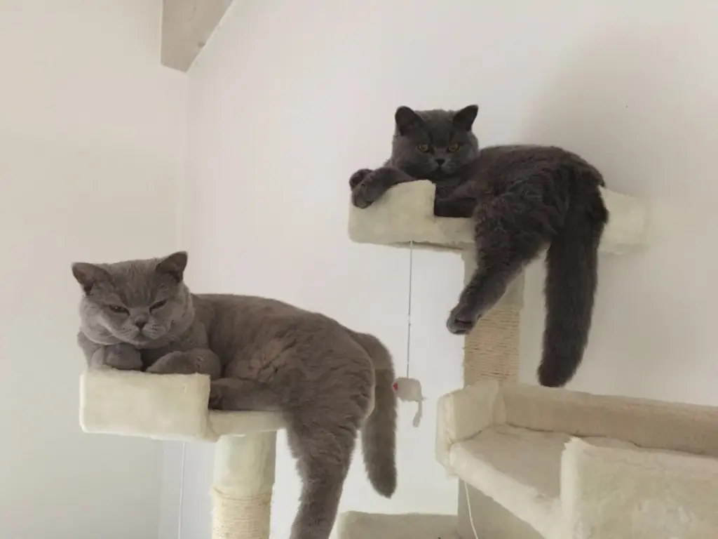 Condolence image of Sonja mit Emma