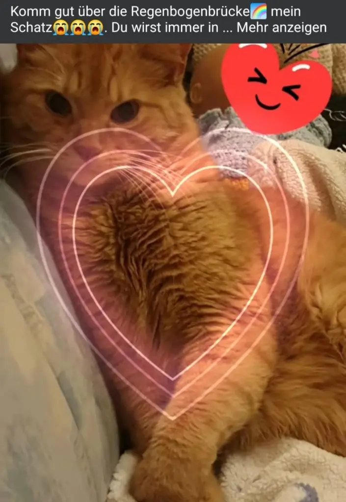 Condolence image of Daniela für mein kleines Fellkind ❤️