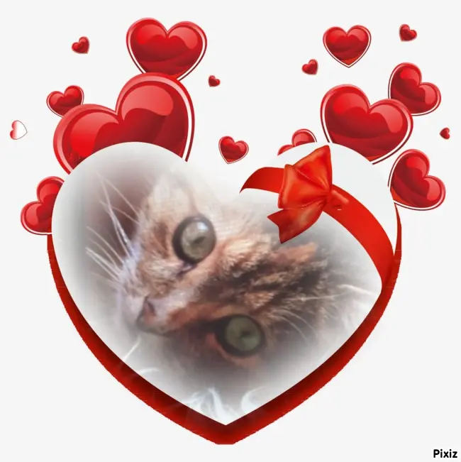 Condolence image of Für das kleine Sternchen Paulinchen ❤️