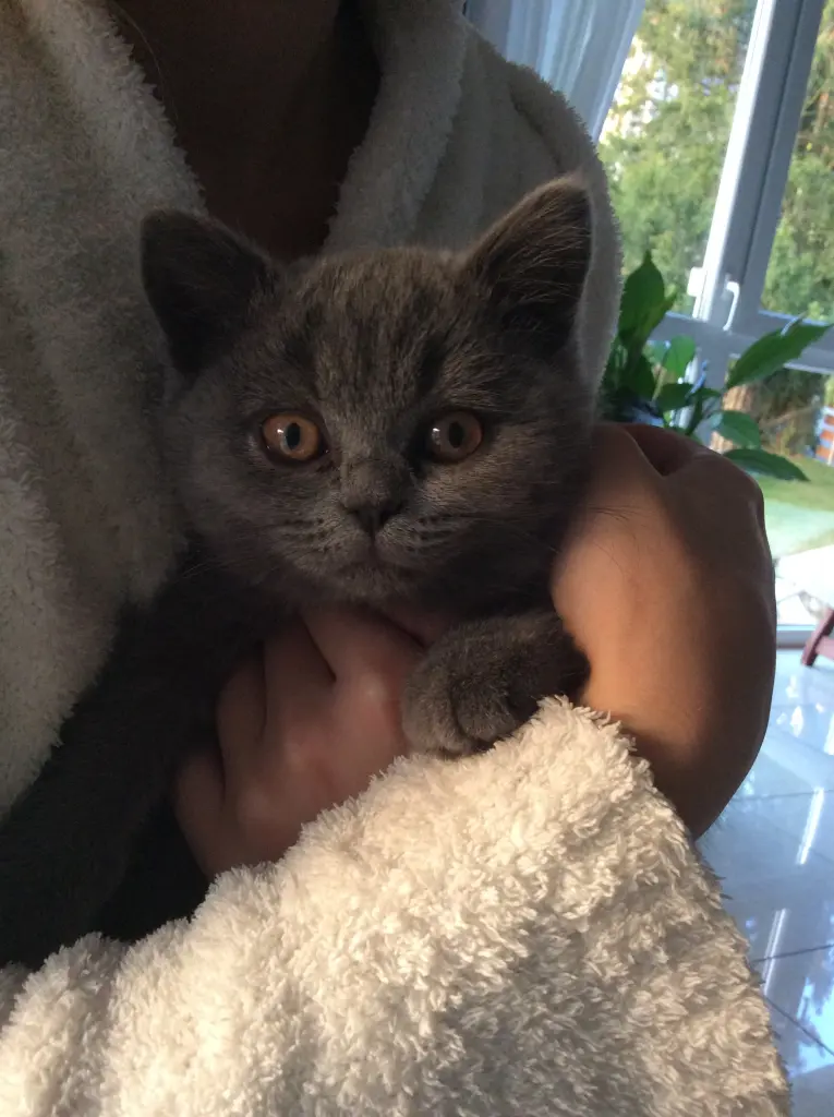 Condolence image of Für Paulinchen und Mama Daniela