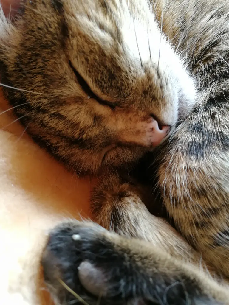 Condolence image of Daniela für mein geliebtes Engelchen Pauline ♥️