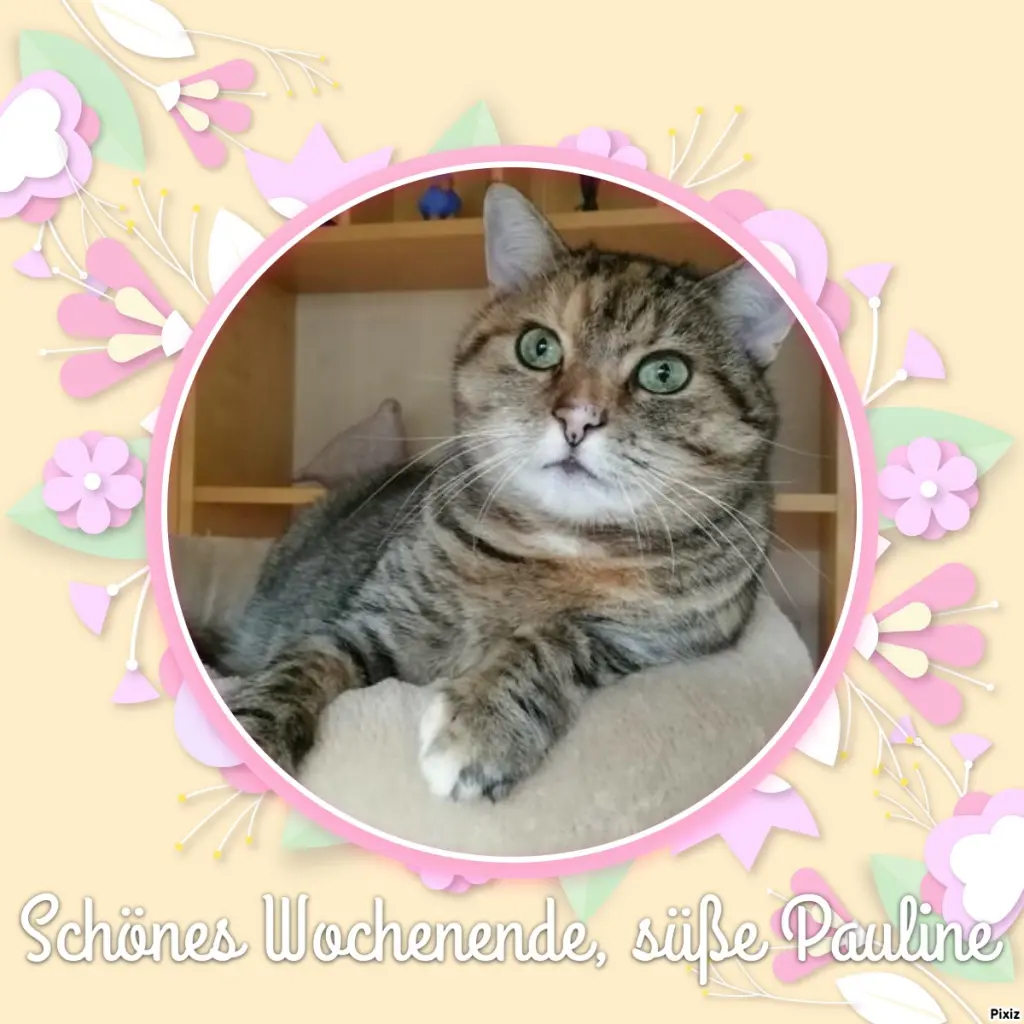 Condolence image of Tanja mit Timmy im Herzen 