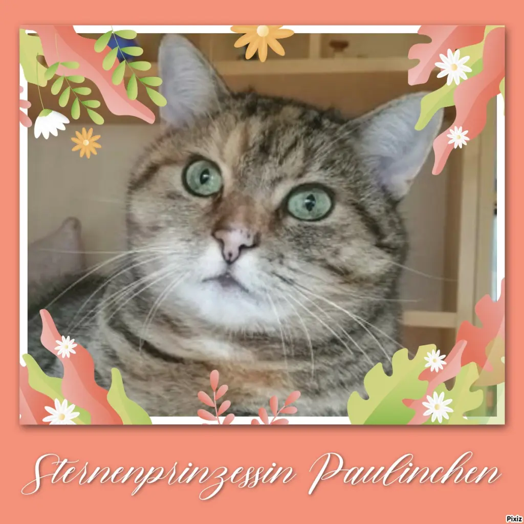 Condolence image of Tanja mit Timmy im Herzen 