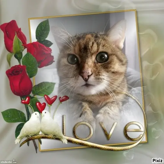 Condolence image of Sternchenpost ⭐