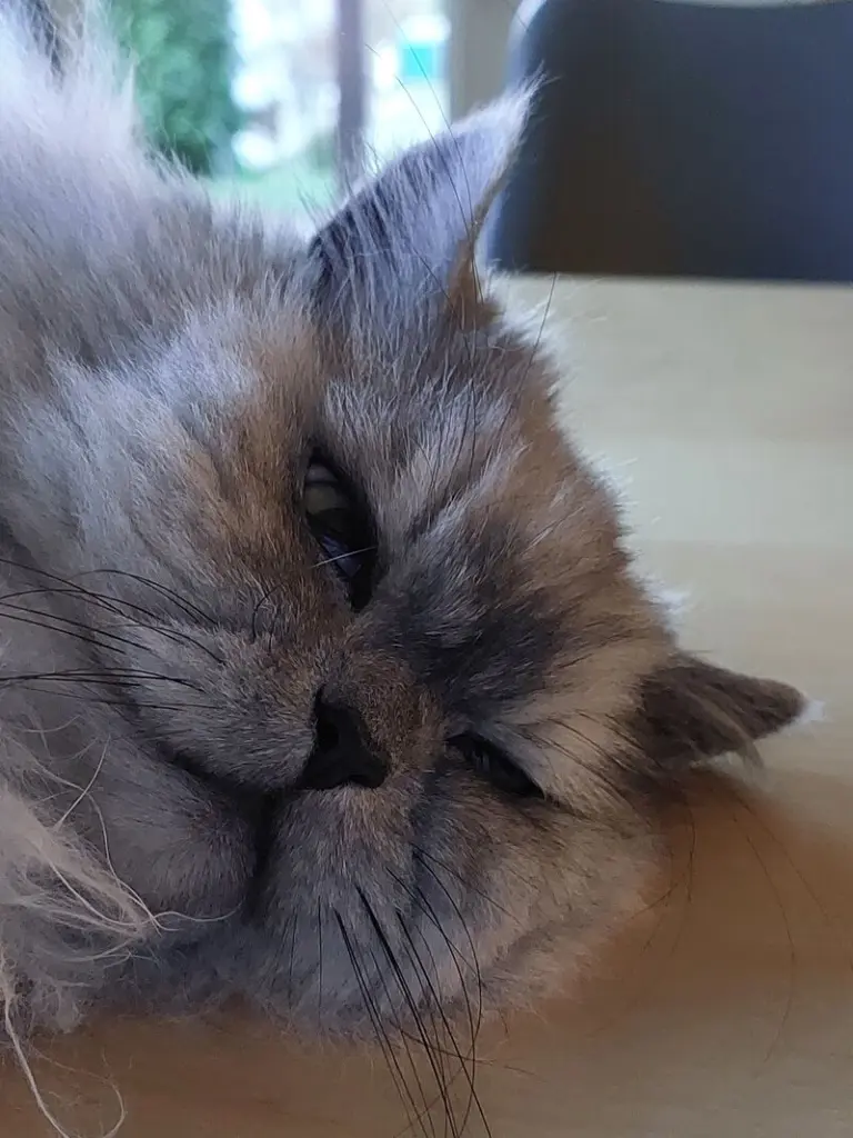 Condolence image of Leonie und Mama Daniela für unser geliebtes Engelchen Pauline ♥️