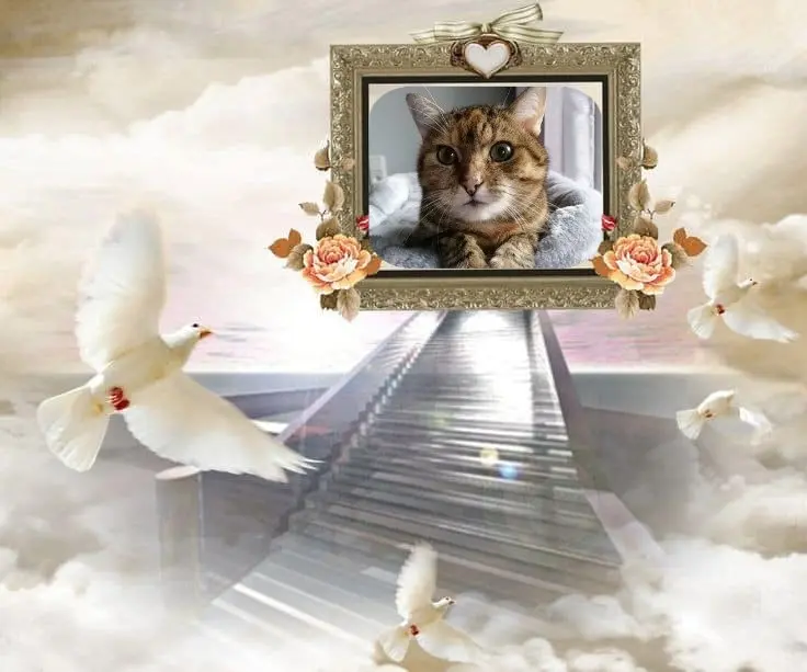 Condolence image of Patricia mit Bunny 