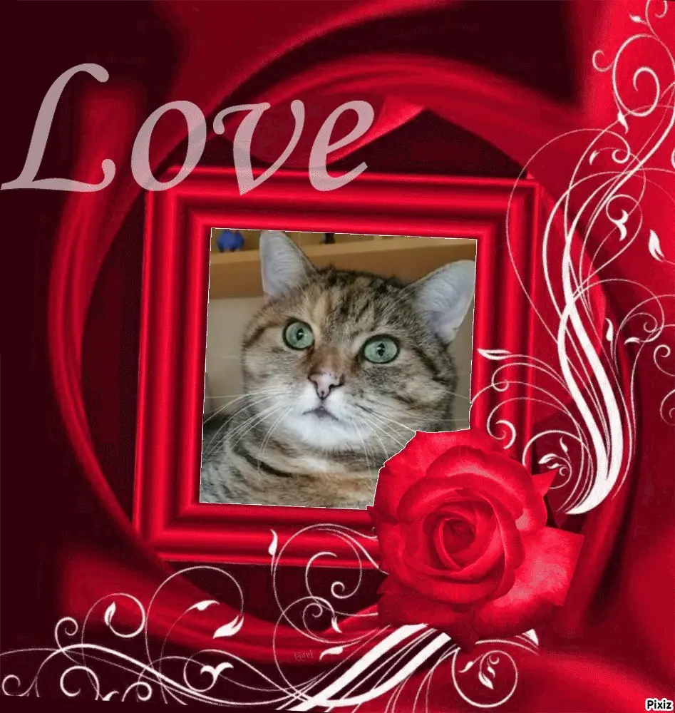 Condolence image of Tanja mit Timmy im Herzen 