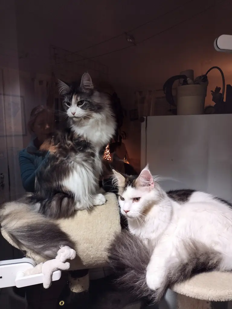 Condolence image of Corinna mit Emma, Pummelchen und anderen Sternlein im ❤️