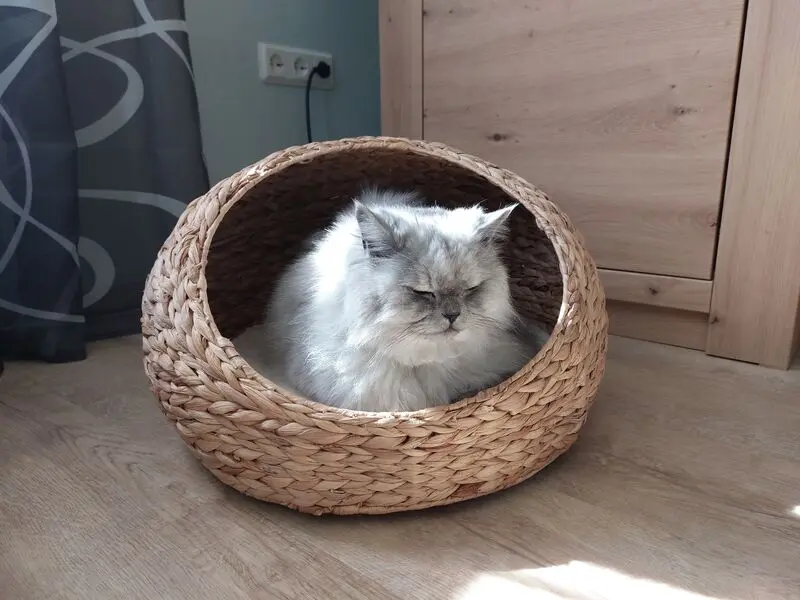 Condolence image of Daniela für mein geliebtes Engelchen Pauline ♥️