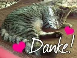 Condolence image of Katrin mit Katzi im ❤️