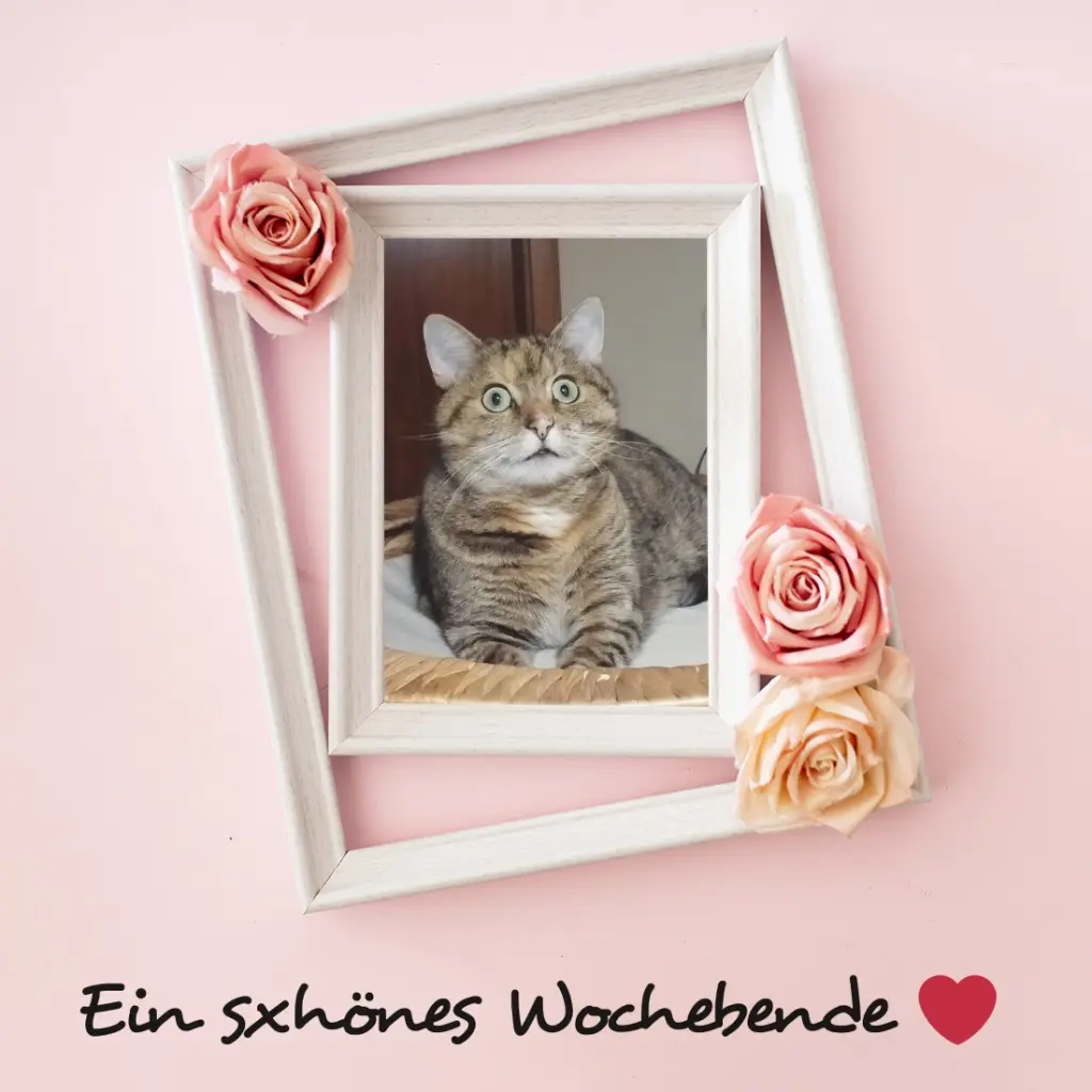 Condolence image of Patricia mit Bunny ❤️ 