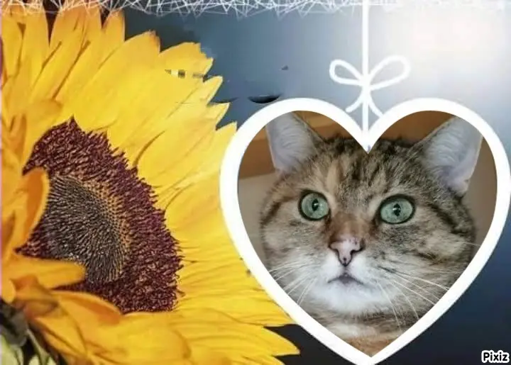 Condolence image of Tanja mit Timmy im Herzen 