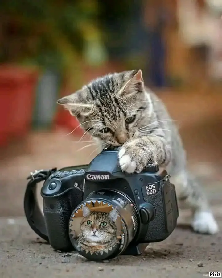 Condolence image of Tanja mit Timmy im Herzen 