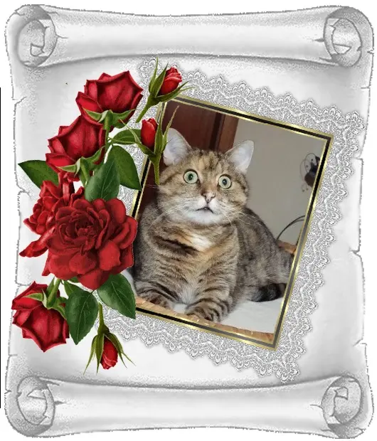 Condolence image of Patricia mit Bunny ❤️ 