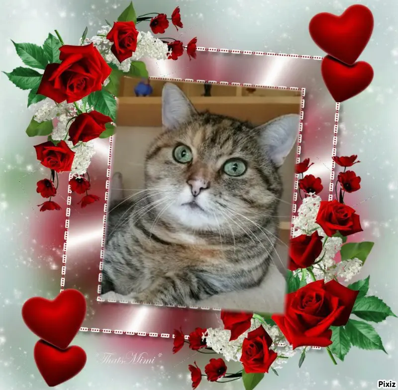 Condolence image of Tanja mit Timmy im Herzen 