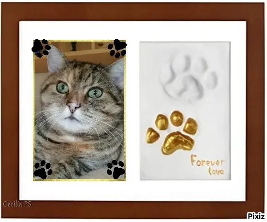 Condolence image of Tanja mit Timmy im Herzen 