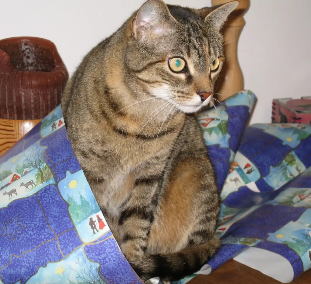 Condolence image of Elisabeth heute für Daniela