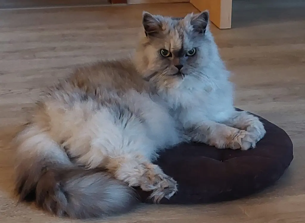 Condolence image of Leonie für Pauline ♥️