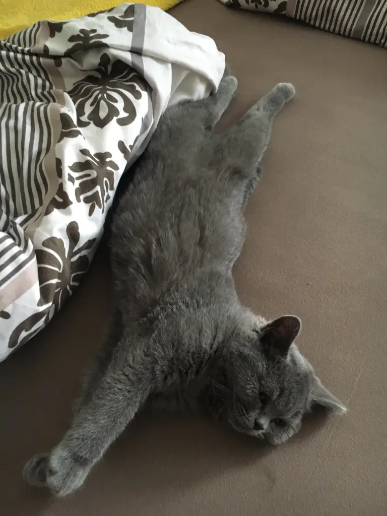 Condolence image of An Paulinchen und Mama Daniela ❤️