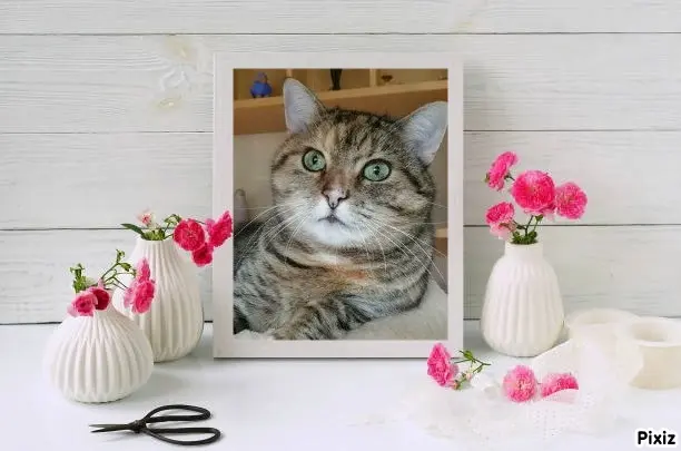 Condolence image of Tanja mit Timmy im Herzen 