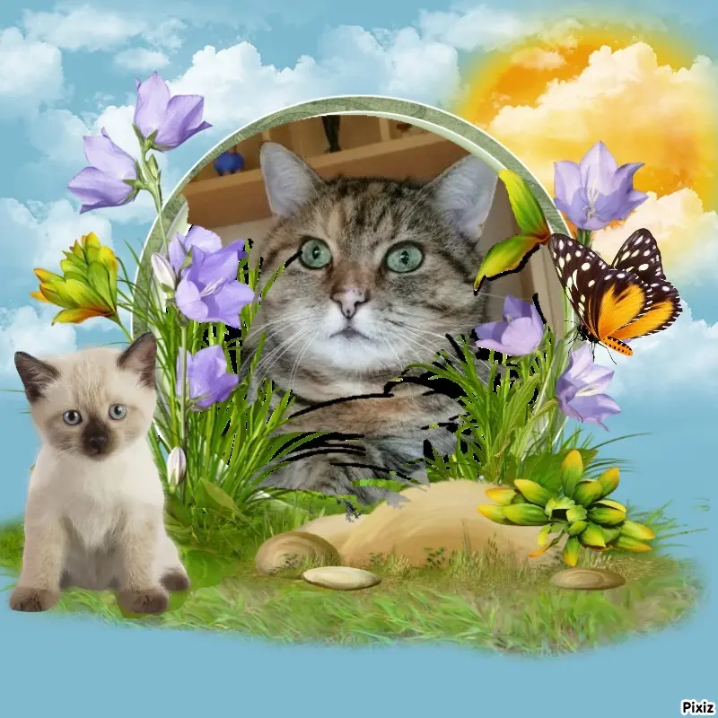 Condolence image of Tanja mit Timmy im Herzen