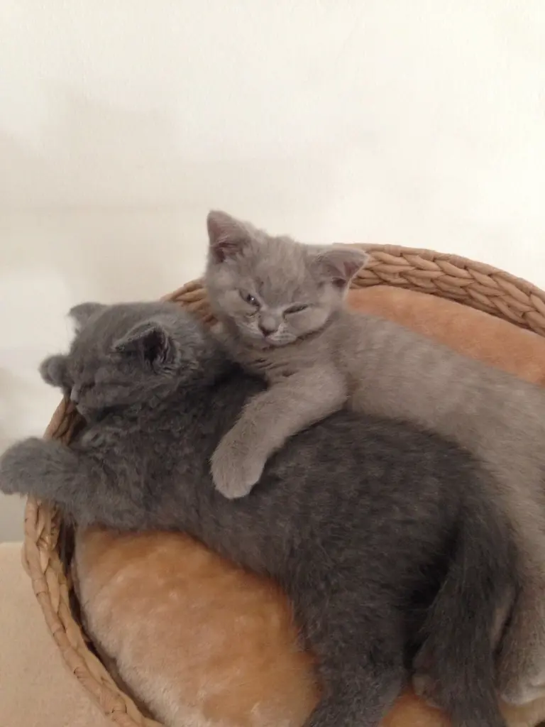 Condolence image of An Pauline und Mama Daniela ❤️