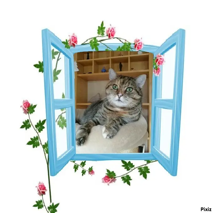 Condolence image of Tanja mit Timmy im Herzen 