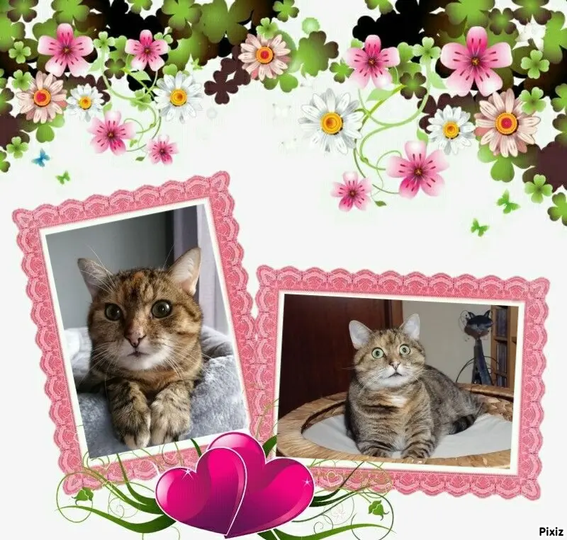 Condolence image of Patricia mit Bunny ❤