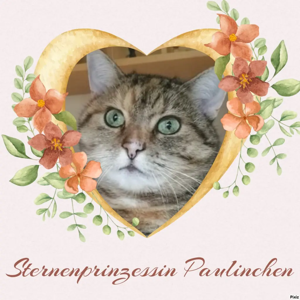 Condolence image of Tanja mit Timmy im Herzen 