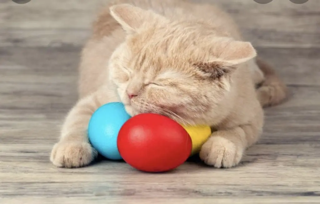 Condolence image of An Pauline und Mama Daniela❤️