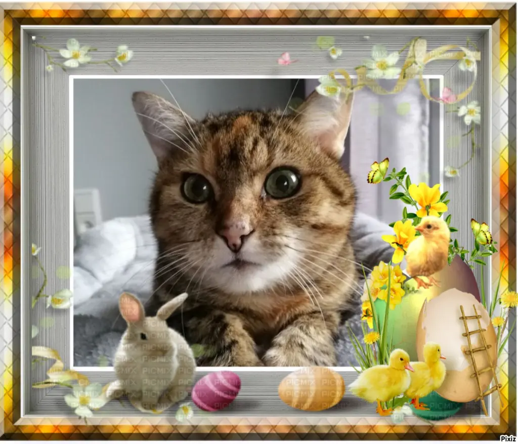 Condolence image of Patricia mit Bunny ❤