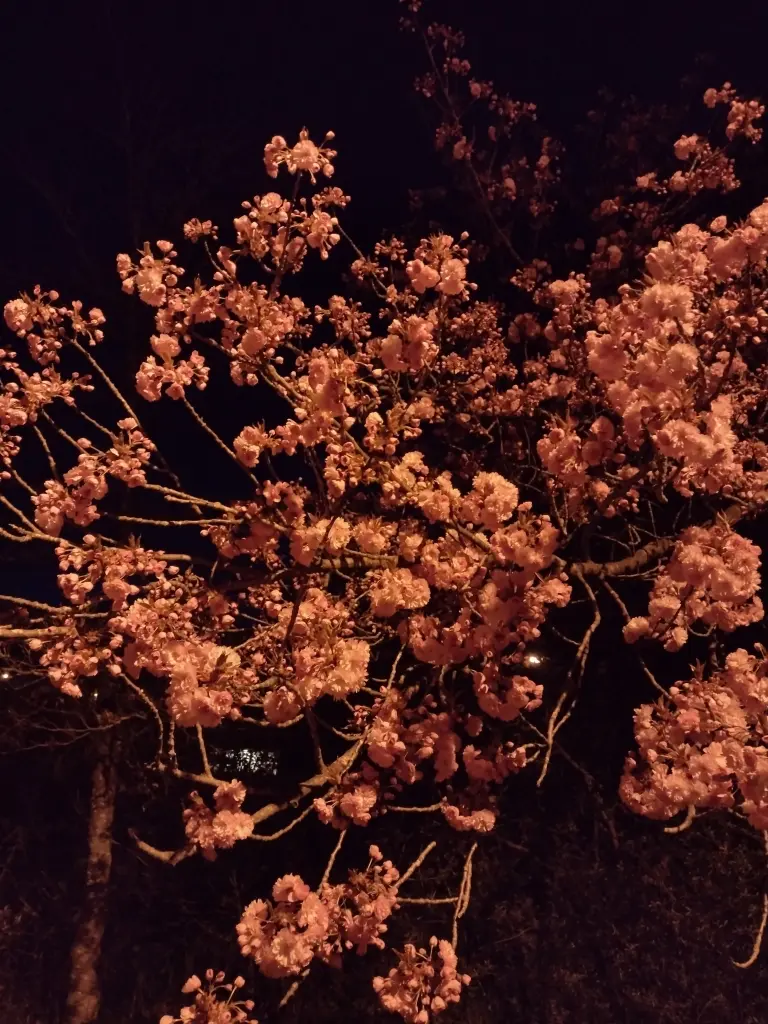 Condolence image of Corinna mit Emma, Pummelchen und anderen Sternlein im ❤️