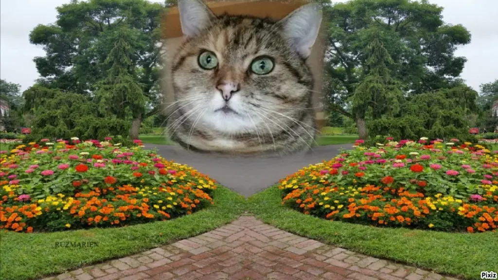 Condolence image of Tanja mit Timmy im Herzen 