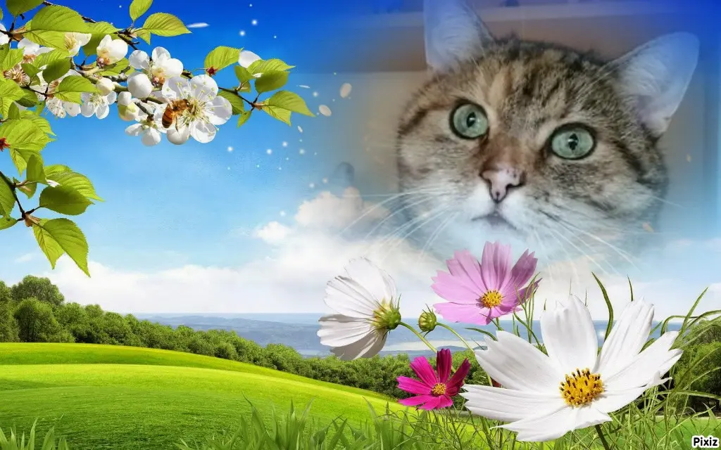 Condolence image of Tanja mit Timmy im Herzen 