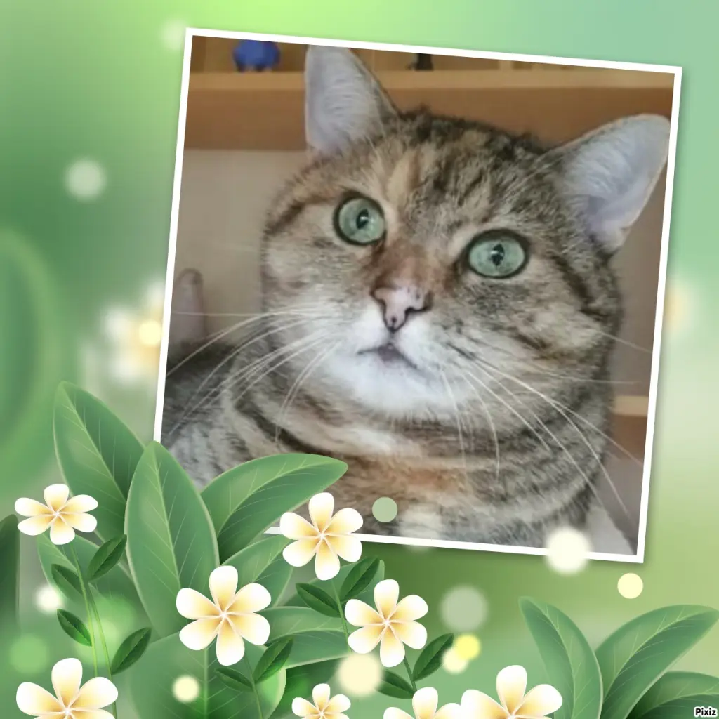 Condolence image of Tanja mit Timmy im Herzen 