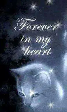 Condolence image of Für das kleine Sternchen Paulinchen ❤️