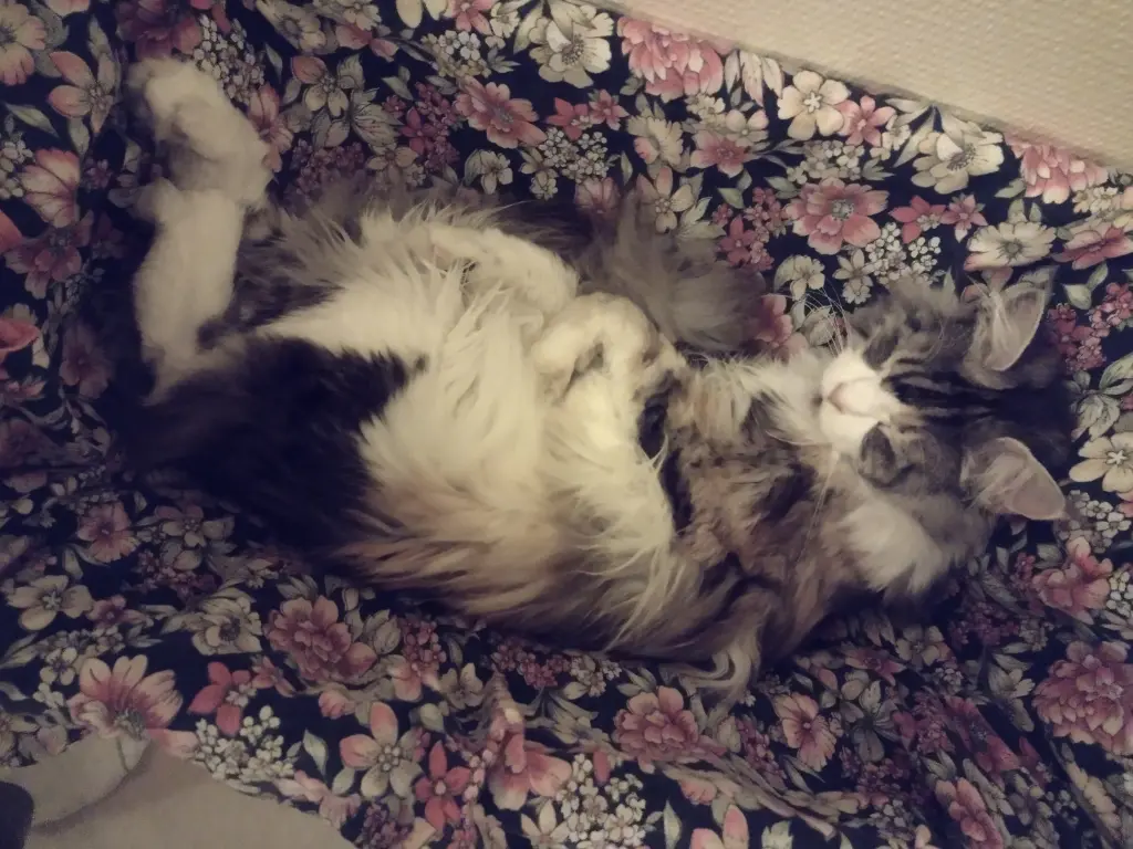 Condolence image of Von Corinna's Kayly