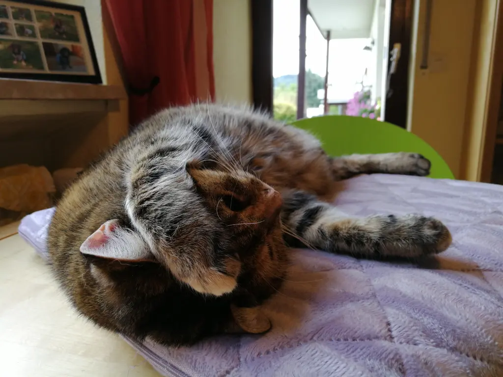 Condolence image of Gedanken an mein Engelchen ❤️