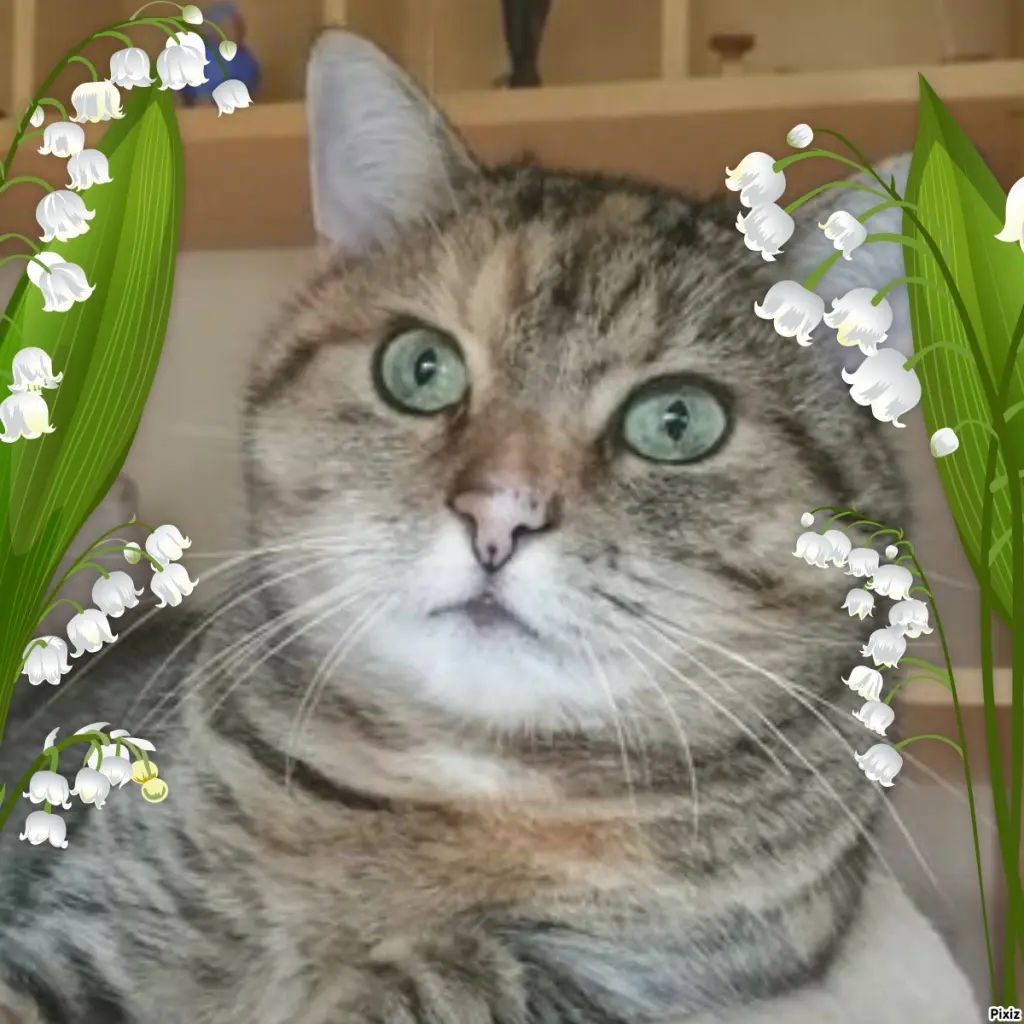 Condolence image of Tanja mit Timmy im Herzen 