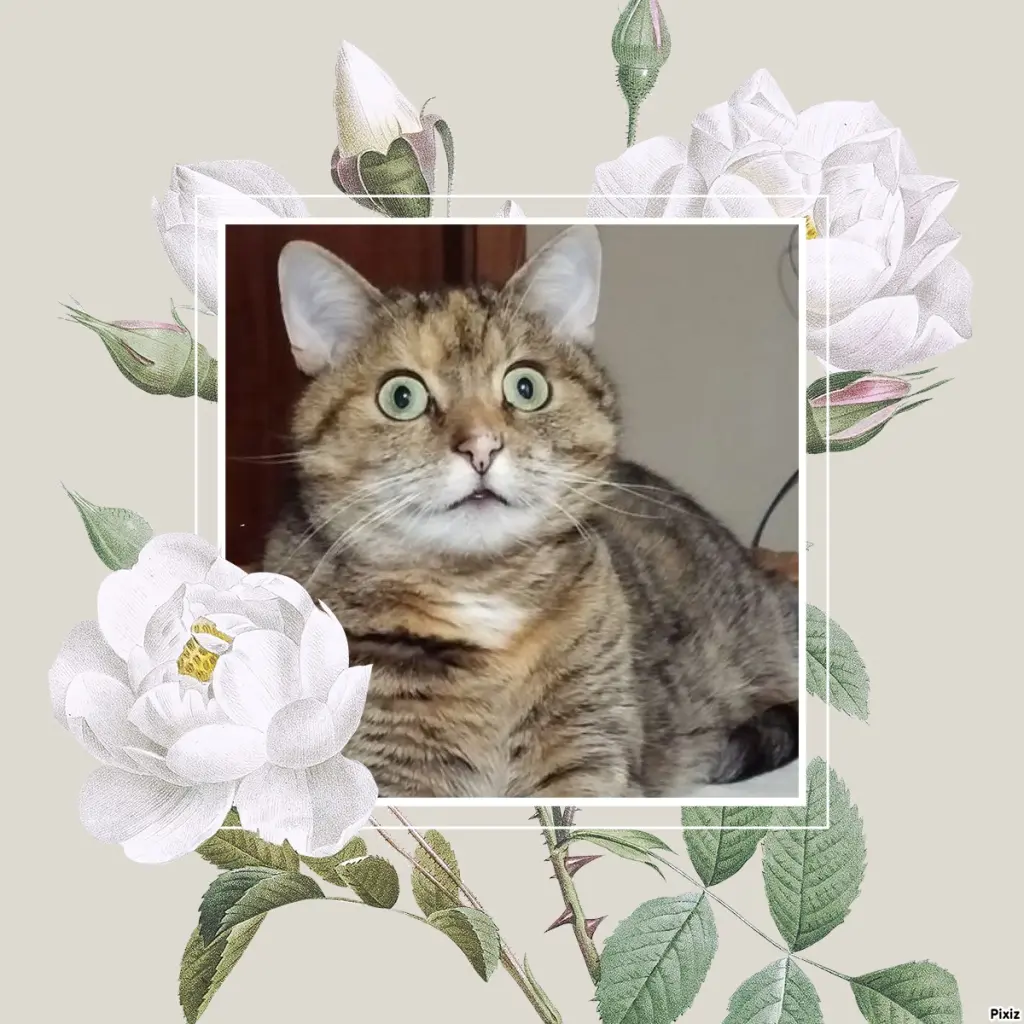 Condolence image of Patricia mit Bunny ❤