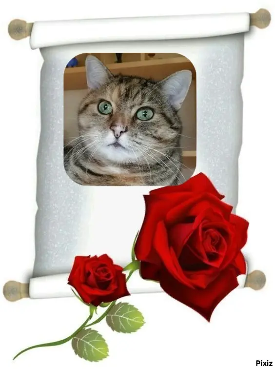 Condolence image of Tanja mit Timmy im Herzen