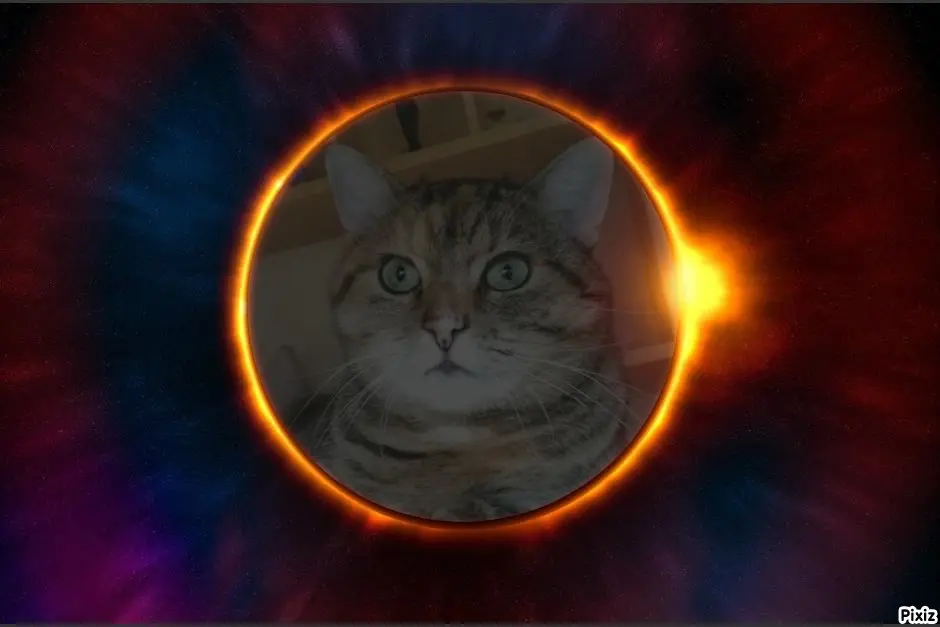 Condolence image of Tanja mit Timmy im Herzen 