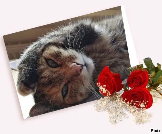 Condolence image of Patricia mit Bunny ❤