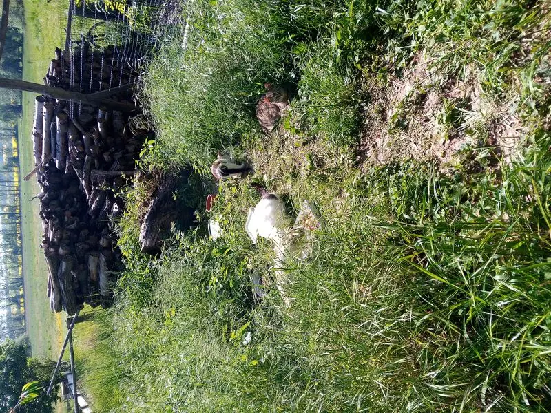 Condolence image of Für das kleine Sternchen Paulinchen ❤️