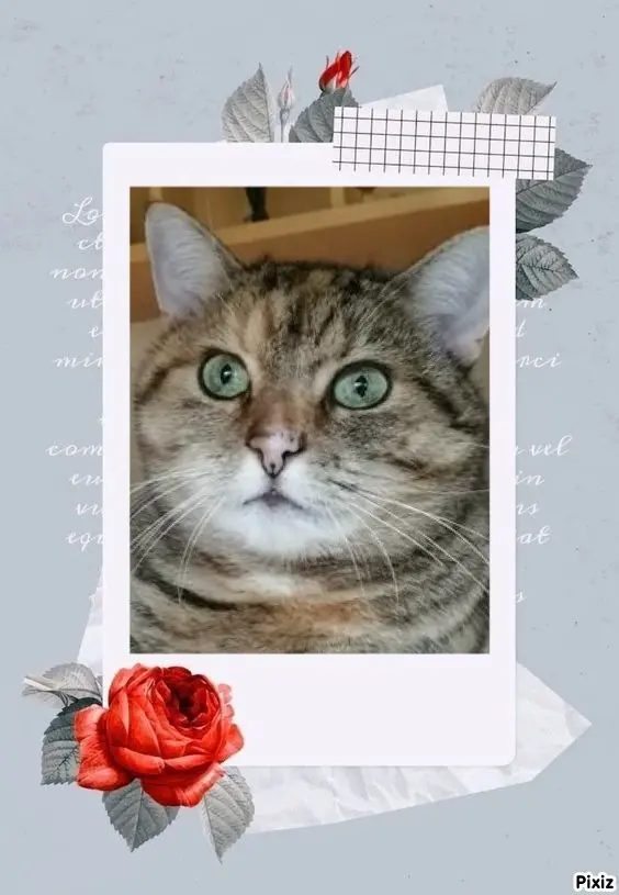 Condolence image of Tanja mit Timmy im Herzen 