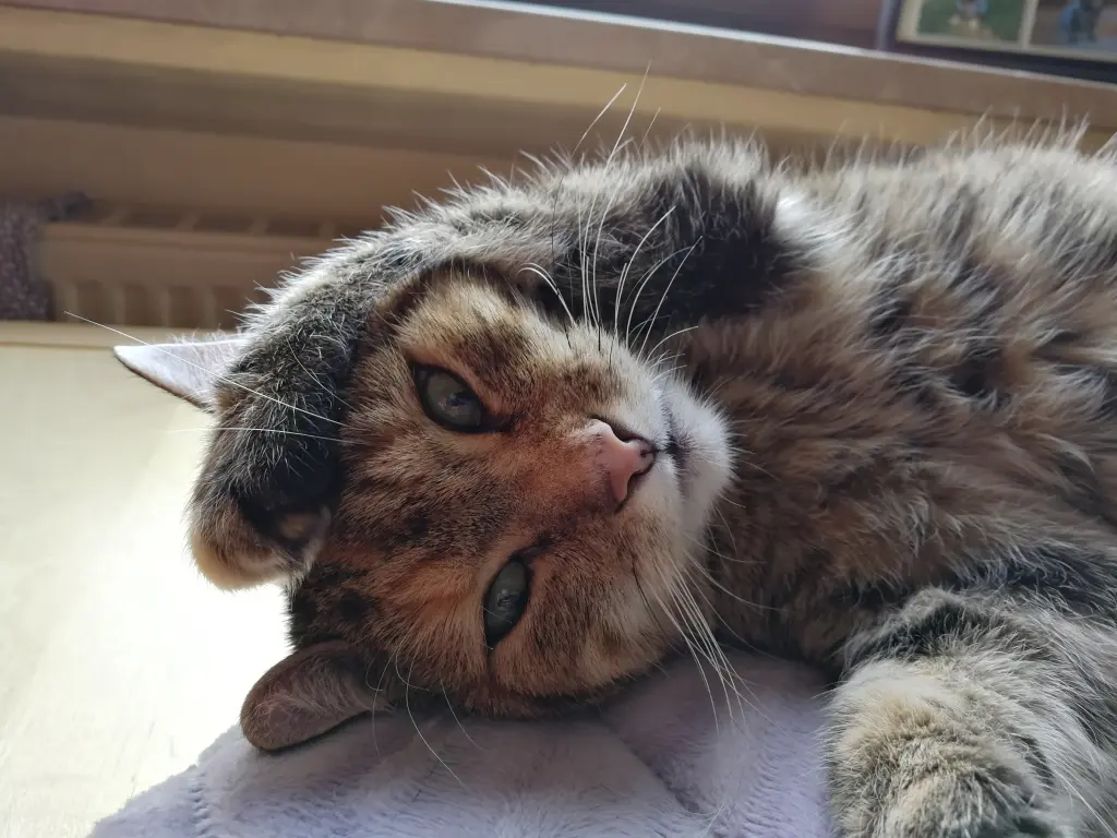 Condolence image of Deiner Mama ❤️ für ihr geliebtes Engelchen Pauline ♥️